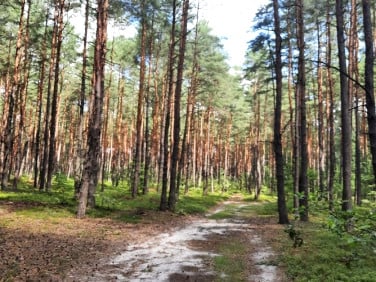 Działka leśna Żarki-Letnisko