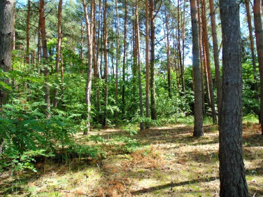 Działka Konstancin-Jeziorna