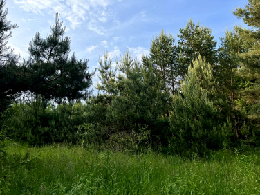Działka Rydzynki