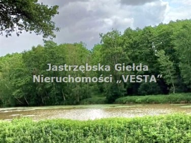 Zalesiona działka Golasowice