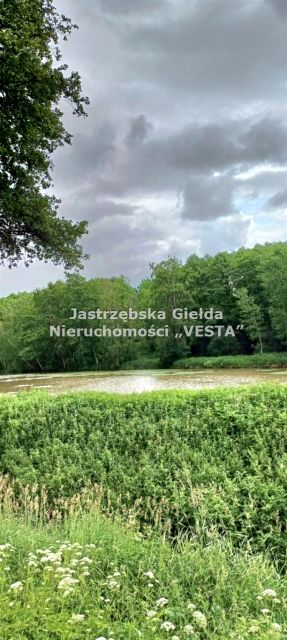 Zalesiona działka Golasowice