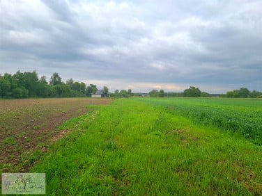 Działka Feliksów