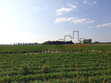 Działka rolna Żuków