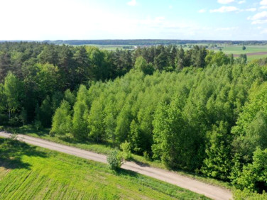 Działka leśna Stary Cydzyn