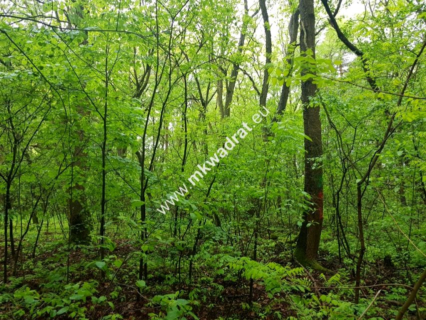 Działka budowlana Żółwin