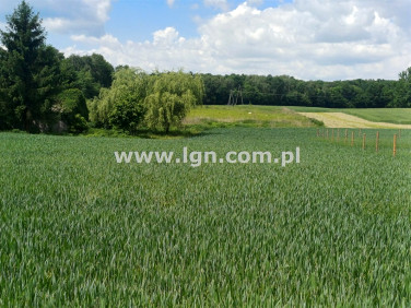 Działka Motycz