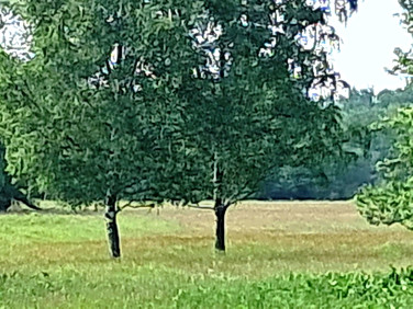 Działka Stare Budy Radziejowskie