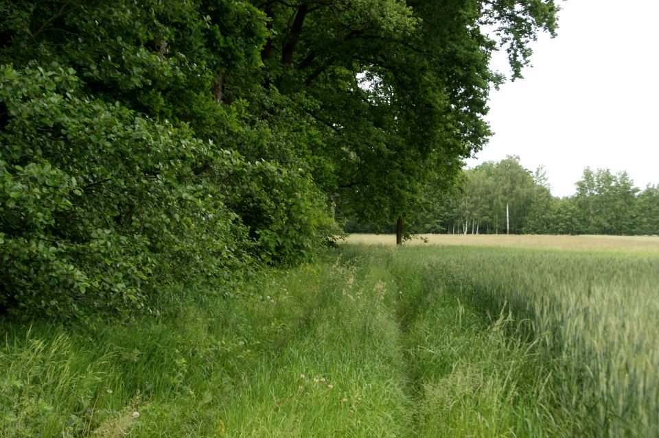 Działka budowlana Kalinowo