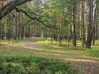 Działka leśna Biestrzynnik