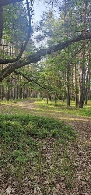 Działka leśna Biestrzynnik