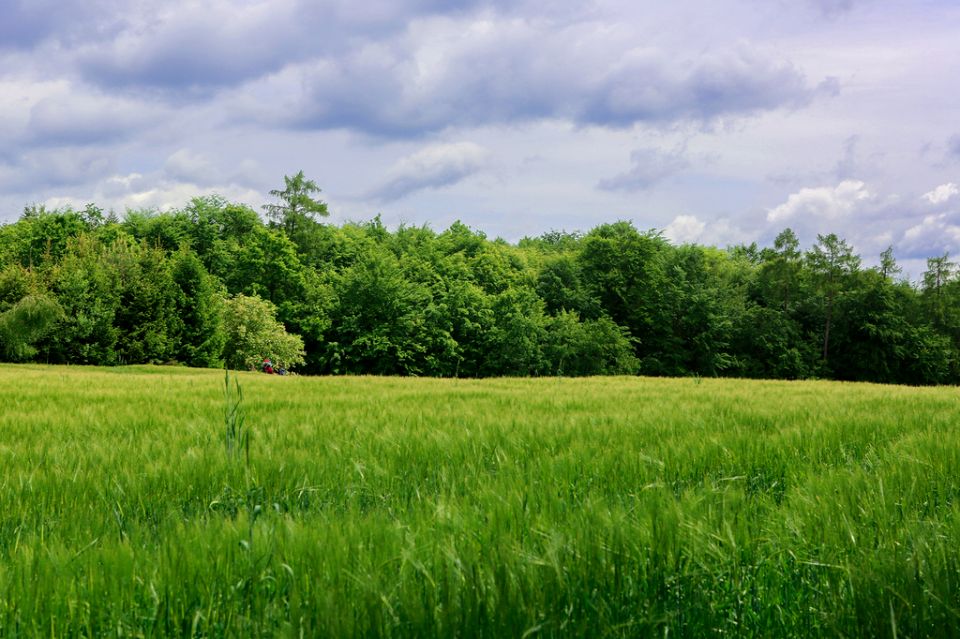 Działka Domosławice