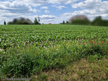 Działka budowlana Dojazdów