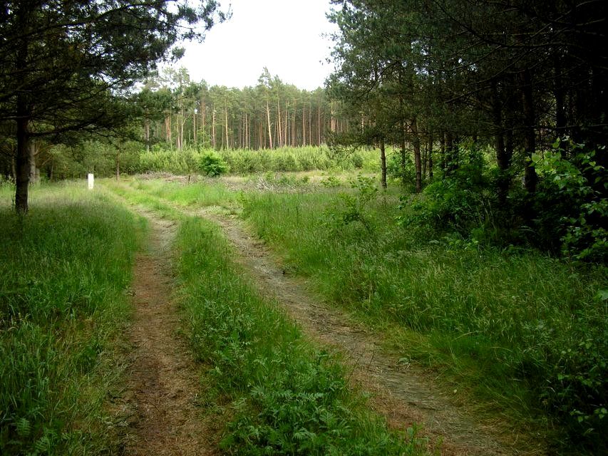 Działka budowlana Gostyniec