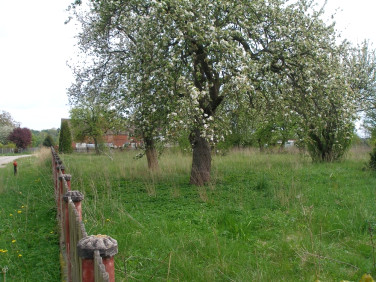 Działka budowlana Kikorze