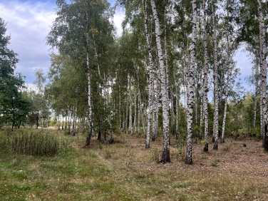 Działka Borzęcin Mały