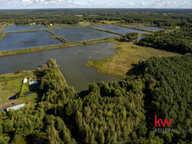 Działka rolna Trzciel-Odbudowa