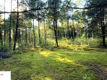 Działka budowlana Marynin