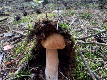 Działka Jastrzębsko