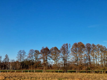 Działka budowlana Rogoźno