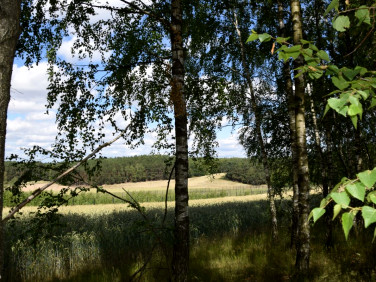 Działka budowlana Żelechlinek