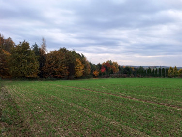 Działka budowlana Osiek