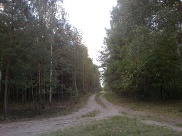 Działka przy lesie