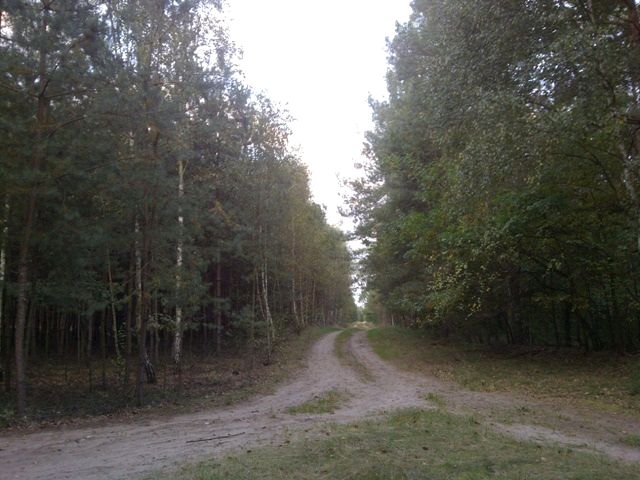 Działka przy lesie