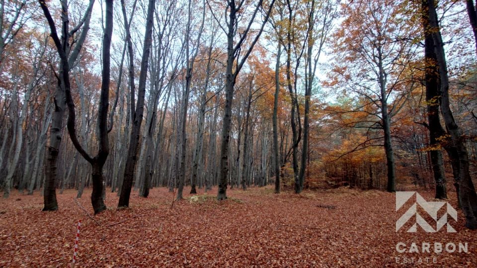 Działka leśna Dąbrowa Górnicza