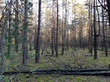 Działka leśna Kąty