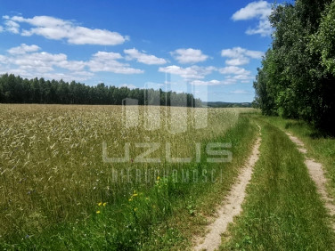 Działka przy lesie