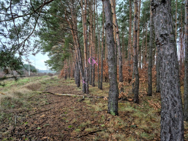 Zalesiona działka Odolion