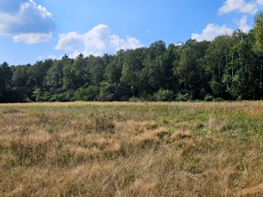Działka przy lesie