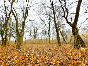 Działka budowlana, ul. Lipowa