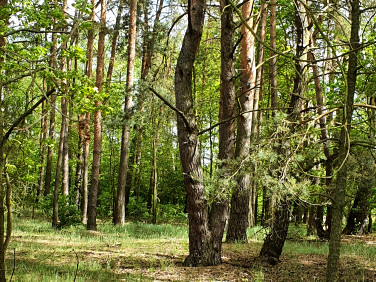 Działka budowlana Złotów