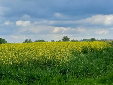 Działka budowlana Rudziniec