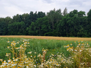 Działka budowlana Motycz