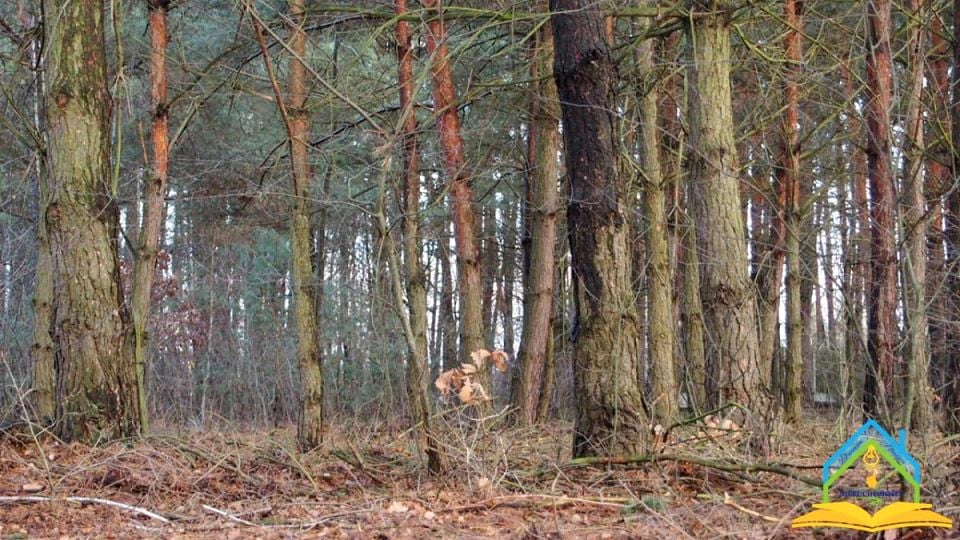 Ogrodzona działka Przypki
