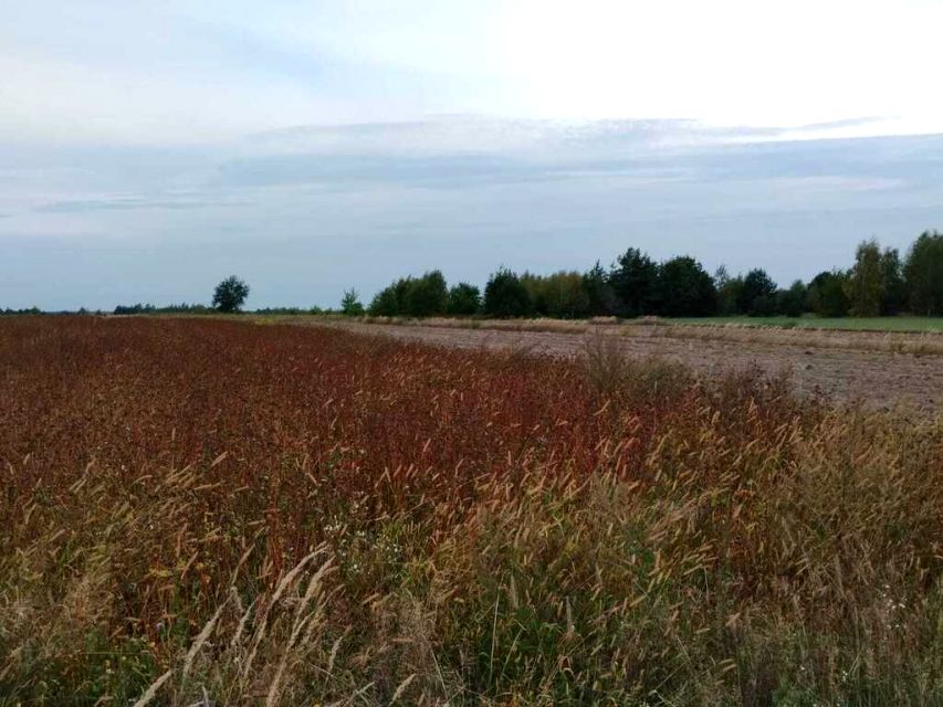 Działka budowlana Skrobów-Kolonia