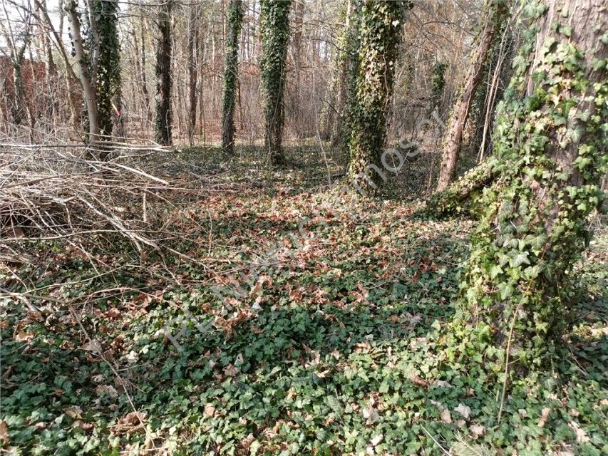 Działka Międzyborów