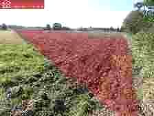 Działka usługowa Byków sprzedam