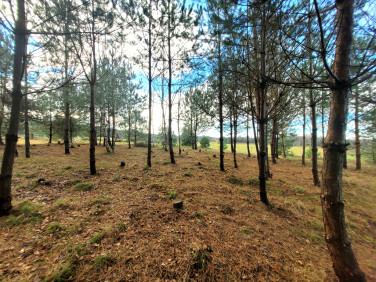 Działka budowlana Sopieszyno