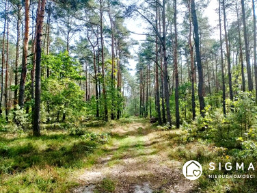 Działka przy lesie
