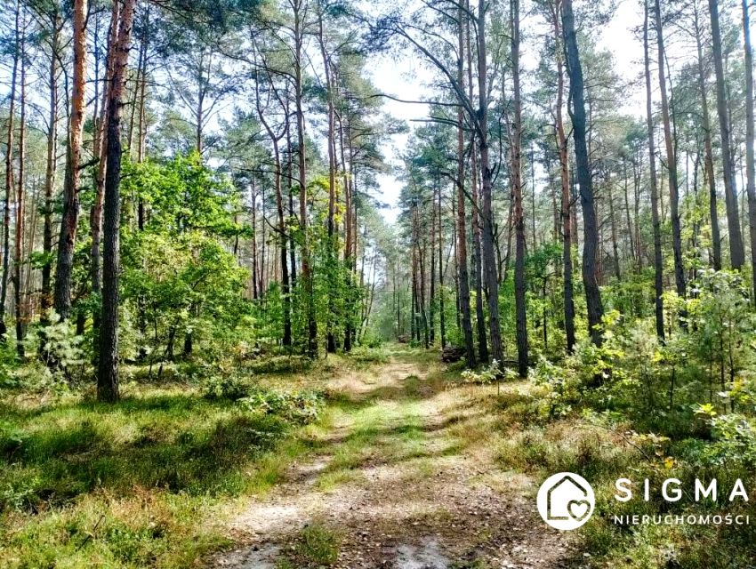 Działka przy lesie