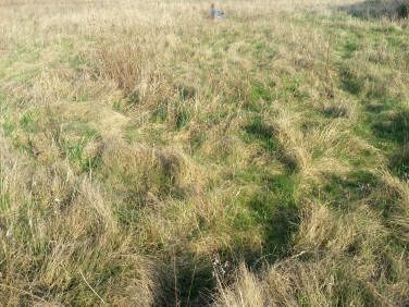 Działka budowlana Bogatynia sprzedam