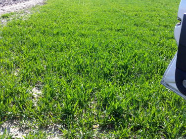 Działka budowlana Opole Lubelskie sprzedam