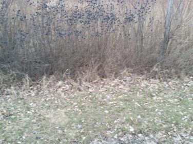 Działka inwestycyjna Raków sprzedam