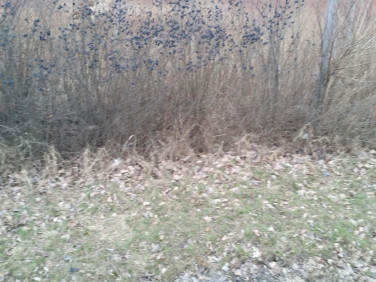 Działka przemysłowa Borowa sprzedam