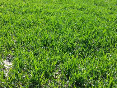 Działka rolna Miłocice Małe sprzedam