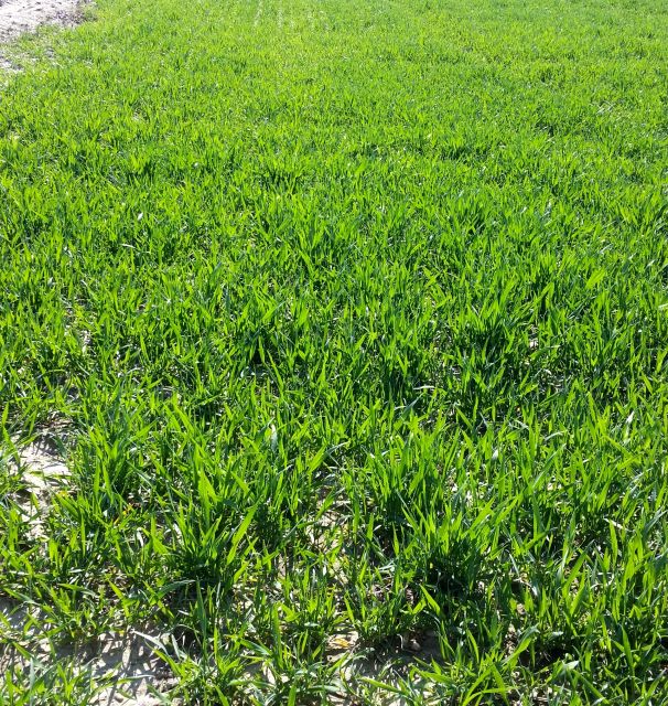 Działka rolna Miłocice Małe sprzedam