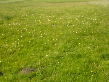 Działka budowlana Skępe